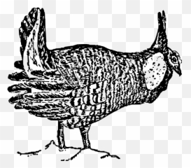 Prairie Chicken Drawing - Prairie Chicken Drawing Emoji,Turkey Emoji