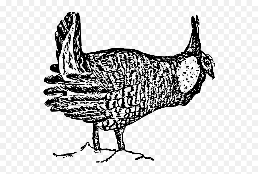 Prairie Chicken Drawing - Prairie Chicken Drawing Emoji,Turkey Emoji
