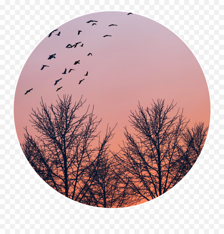 Freetoedit Sunset Bird Tree - Silhouette Arbol Png Emoji,Sunset Bird Emoji