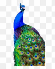 Peacock Peacockfeathers Peacocktails Tail Feathers Colo - Beautiful Peacock Emoji,Peacock Emoji