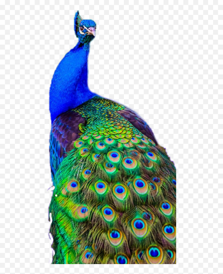 Peacock Peacockfeathers Peacocktails Tail Feathers Colo - Beautiful Peacock Emoji,Peacock Emoji