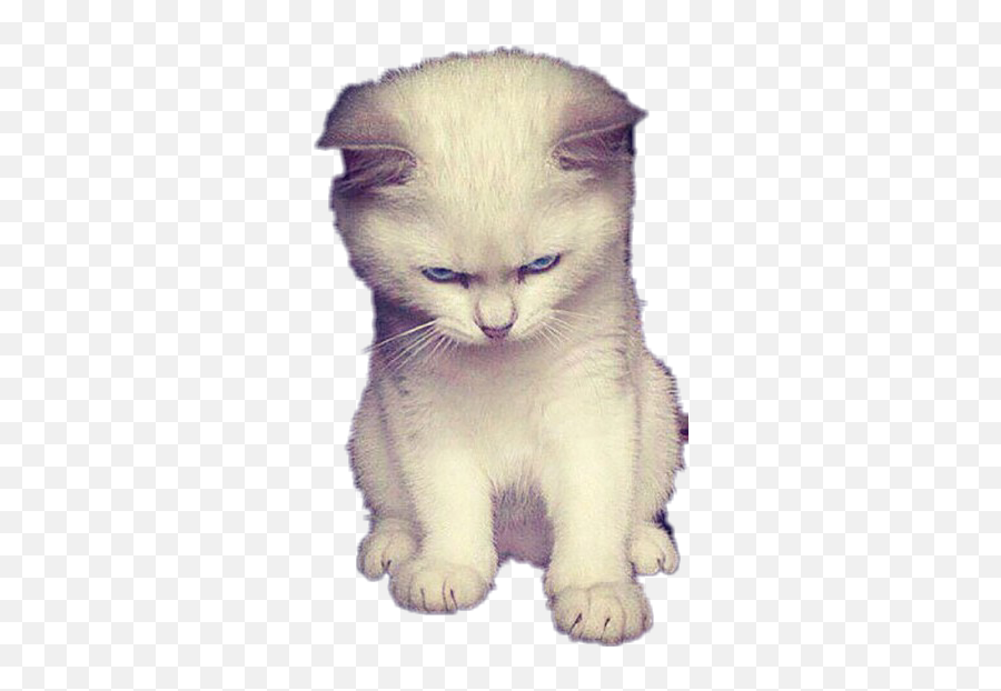 Angry Cat - Sticker By Shanna Miller Cat Emoji,Angry Cat Emoji