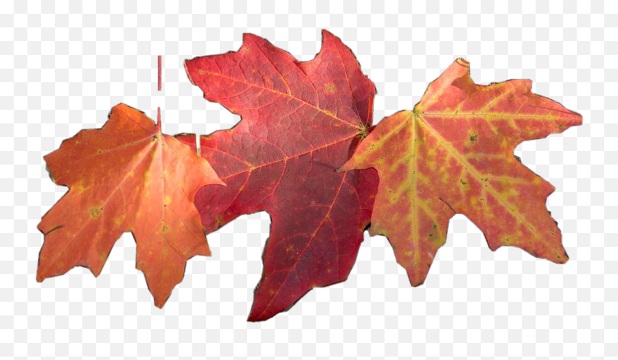 Fall Leaves Leaf Autumn Freetoedit Emoji,Autumn Leaves Emoji