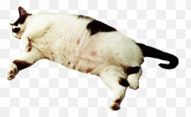 The Newest fet Stickers on PicsArt - Sheep Emoji