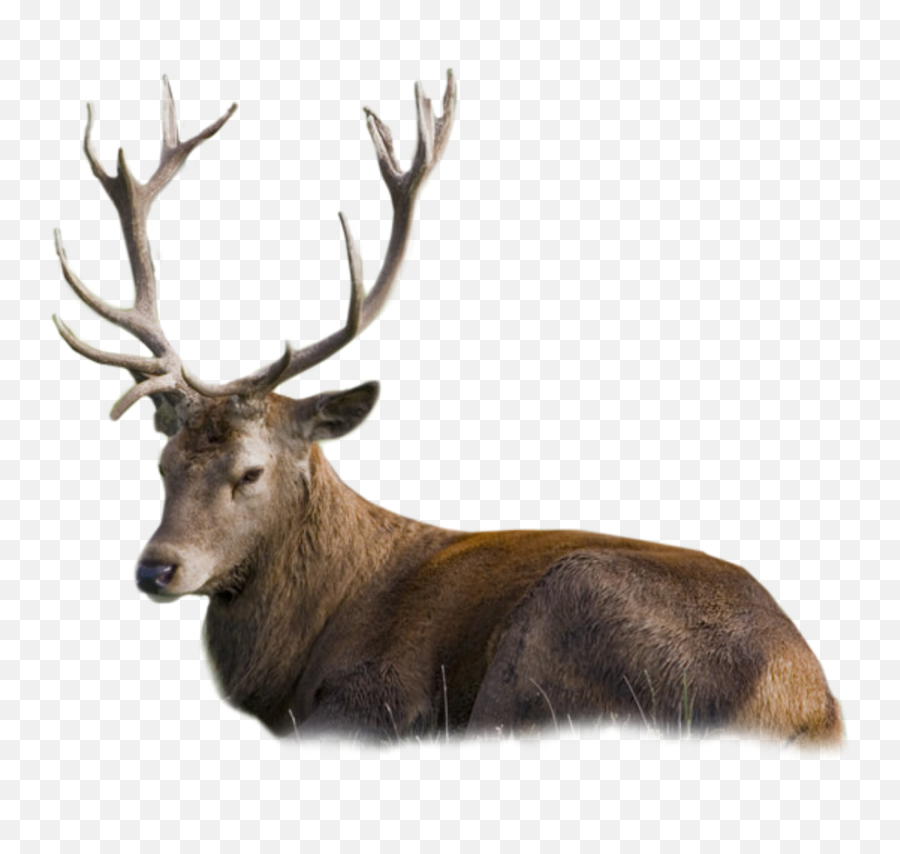 Buck Deer Lyingdown Sticker - Antler Emoji,Buck Deer Emoji