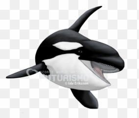 Toothed Whale Png u0026 Free Whalepng Transparent - Killer Emoji