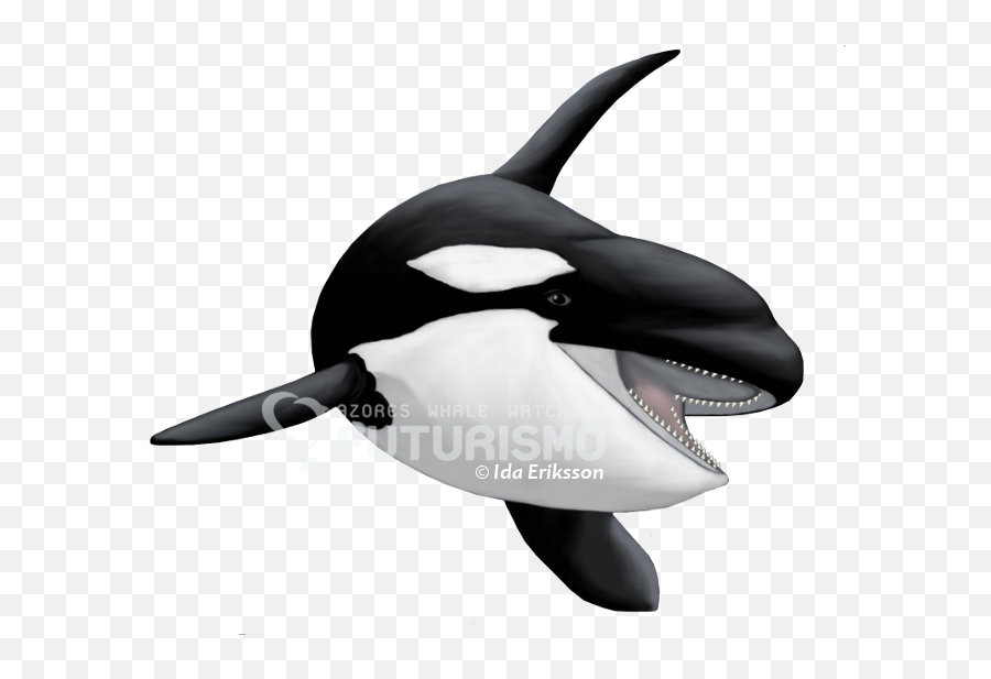 Toothed Whale Png U0026 Free Toothed Whalepng Transparent - Killer Whale Emoji,Emoji Free Whale