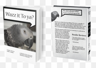 Nydia S Robles Graphic Designer - Grey Parrot Emoji