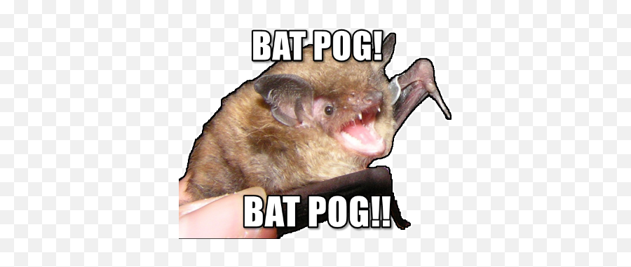 Batpogs - Photo Caption Emoji,Pog Emoji