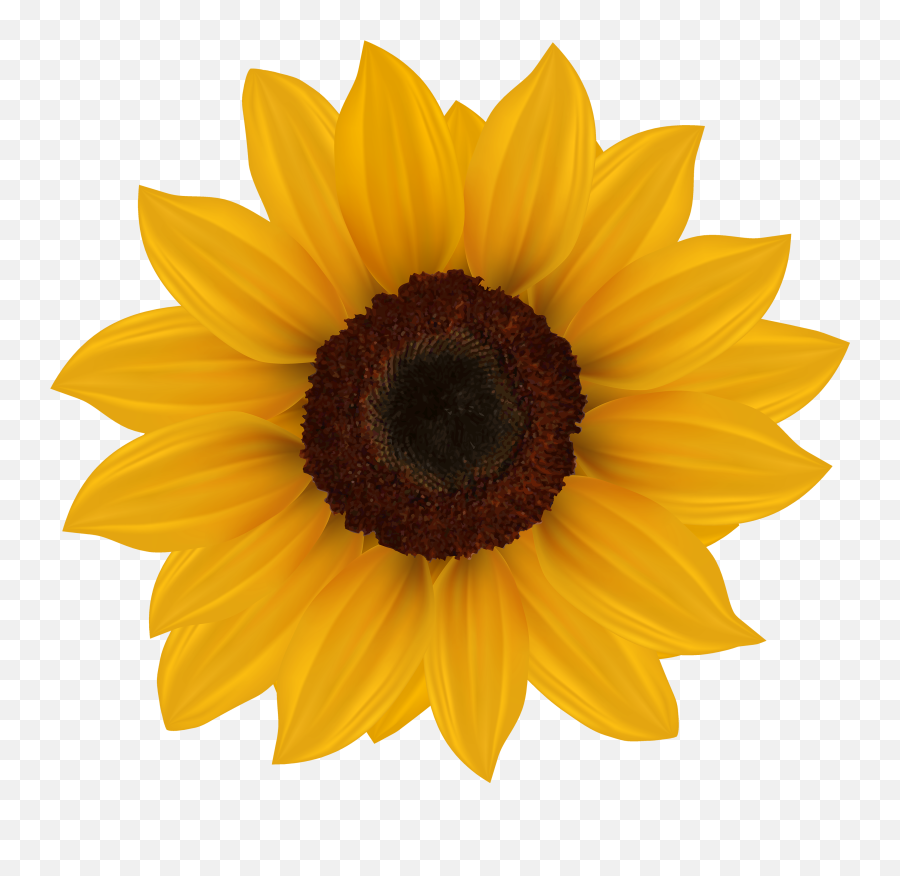 Sunflower Emoji Transparent Png - Transparent Background Sunflower Clipart,Sunflower Emoji Png