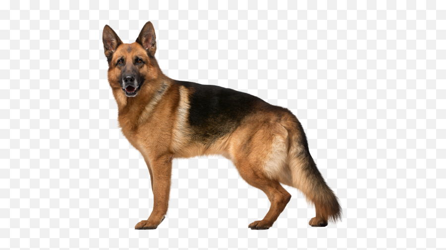 German Shepherd Png - German Shepherd Transparent Background Emoji,Pit Bull Emoji