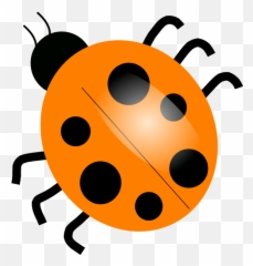 Orange Ladybug Png Free Orange Ladybug - Ladybird Clipart Black And White Emoji,Ladybug Emoji