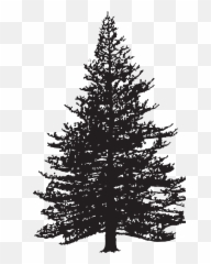 Clip Art Fir Drawing Pine Image - Silhouette Pine Tree Clipart Emoji,Pine Tree Emoji