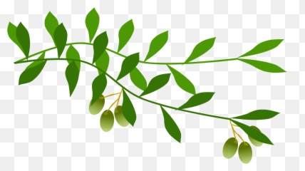 Olive Branch Clipart Png - Transparent Background Emoji
