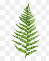 Plant Plants Fern Sticker - Vertical Emoji