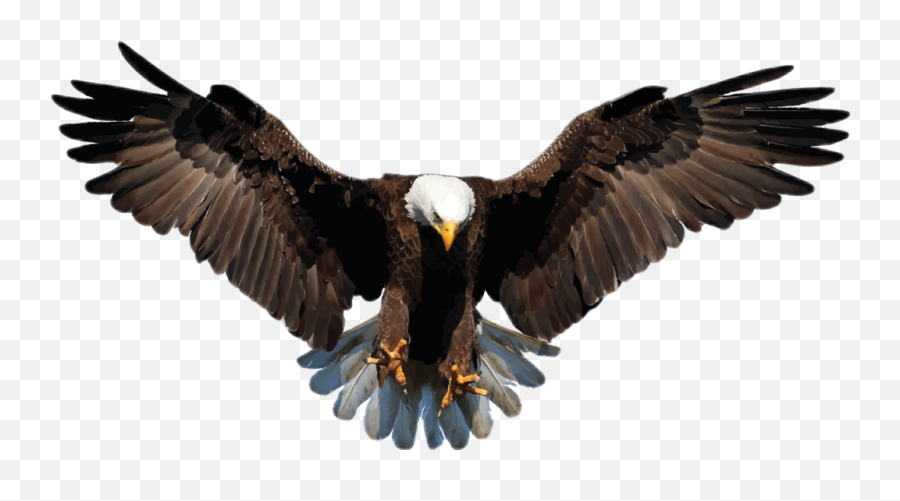 Baldeagle Eagle - Eagle Transparent Background Emoji,Bald Eagle Emoji