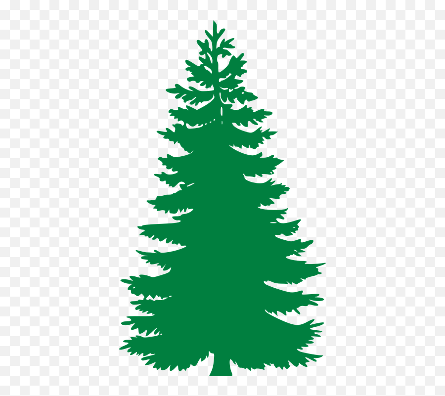 Evergreen Vector Png Free Evergreen - Pine Tree Vector Png Emoji,Drake Owl Emoji