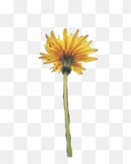 Dandelion Flower Aesthetic Yellow Spring - Poppy Flower Aesthetic Yellow Emoji,Dandelion Emoji