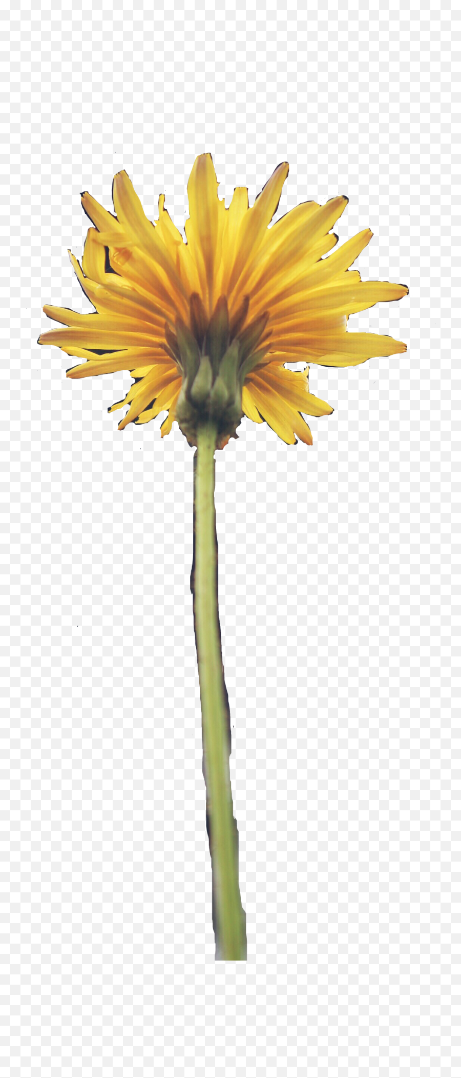 Dandelion Flower Aesthetic Yellow Spring - Poppy Flower Aesthetic Yellow Emoji,Dandelion Emoji