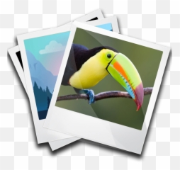 Emoji Background Quick Photo Editor Apk - Toucan,Toucan Emoji