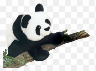 Panda Bear Cartoon Emoji