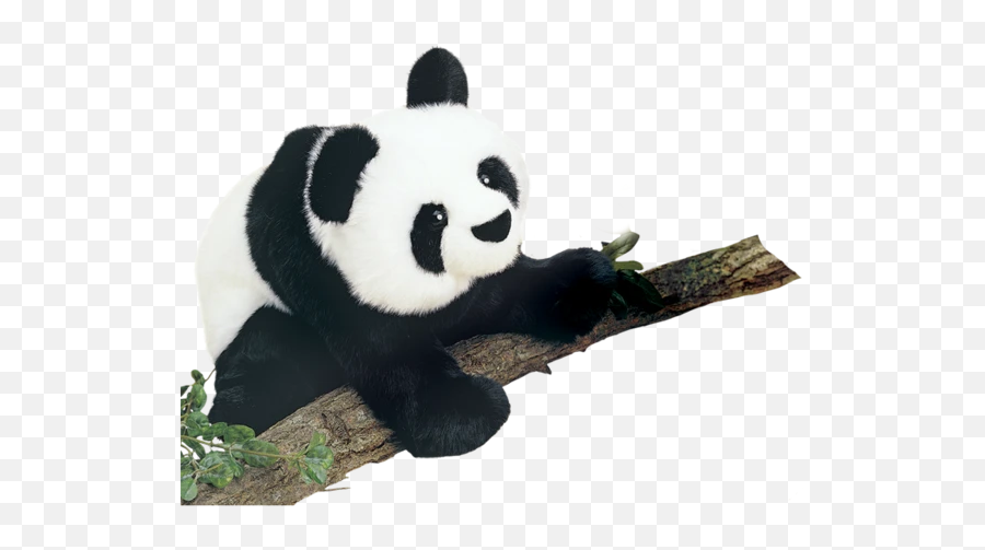 Panda Bear Cartoon Emoji,Roo Panda Emoji