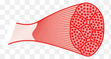 Muscle Tissue Clipart - Skeletal Muscle Clipart Emoji,Tissue Emoji