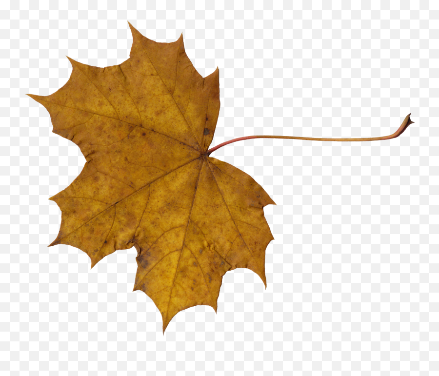 Download Png Leaves Png U0026 Gif Base - Old Maple Leaf Png Emoji,Maple Leaf Emoji