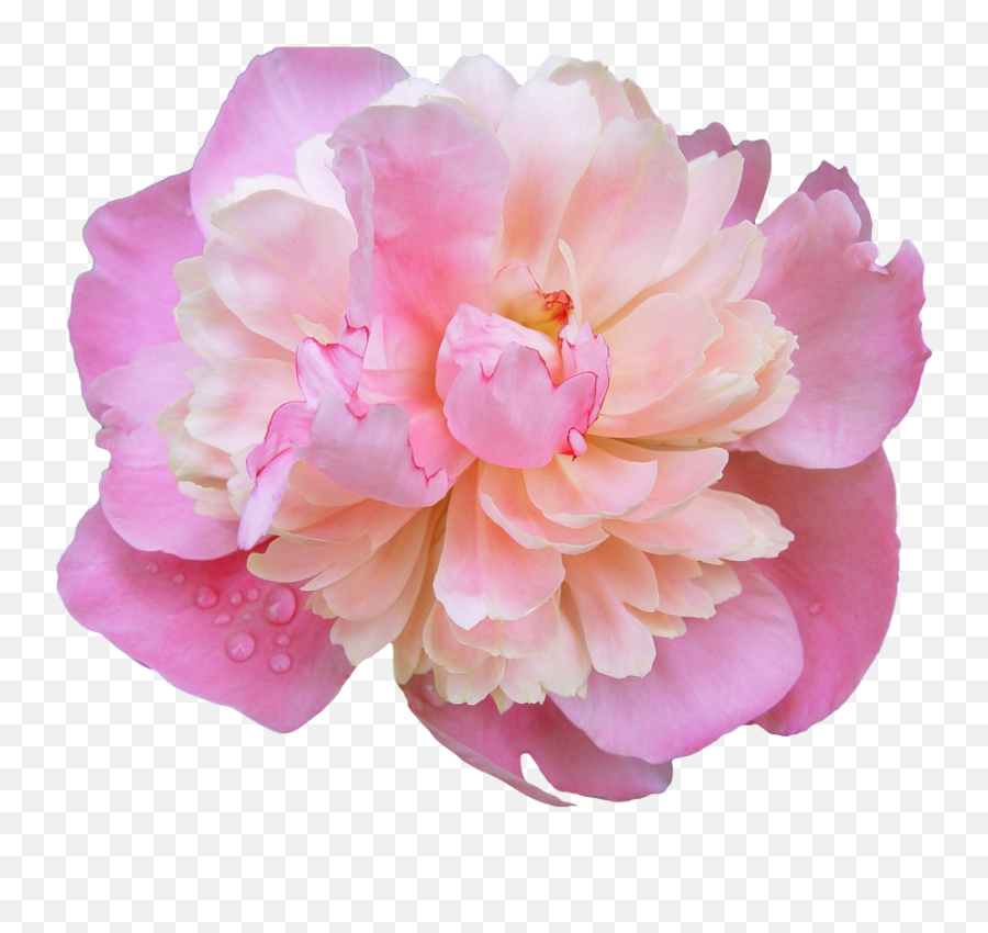 Pink Flowers Rose - Peony Transparent Emoji,Pink Flower Emoji