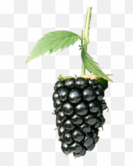 Blackberry - Seedless Fruit Emoji,Blackberry Emoji