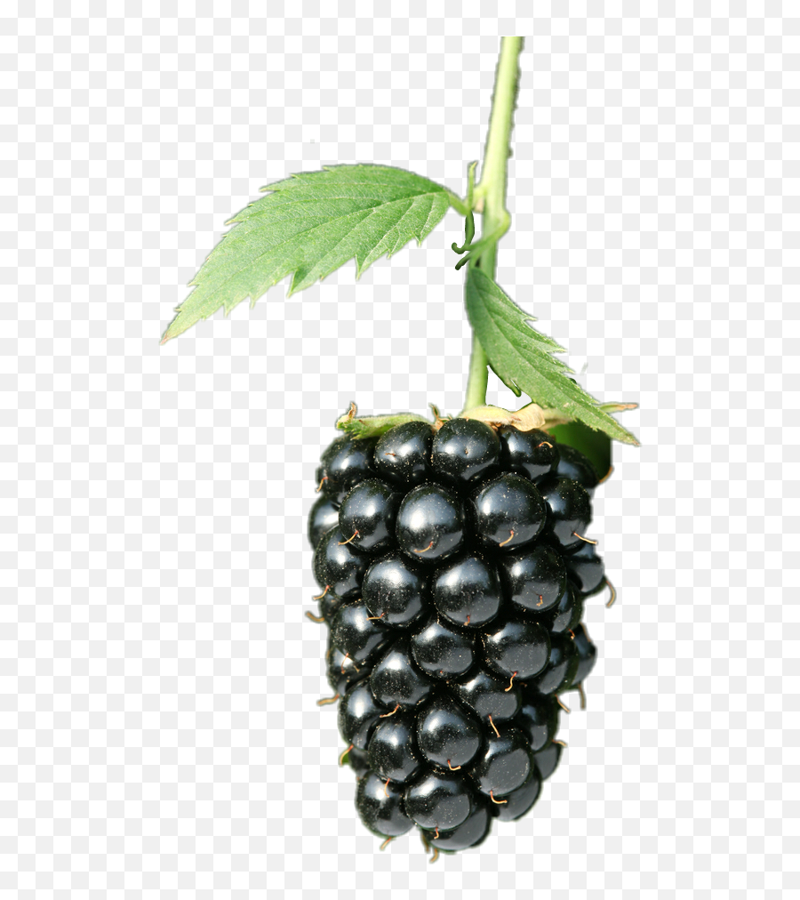 Blackberry - Seedless Fruit Emoji,Blackberry Emoji