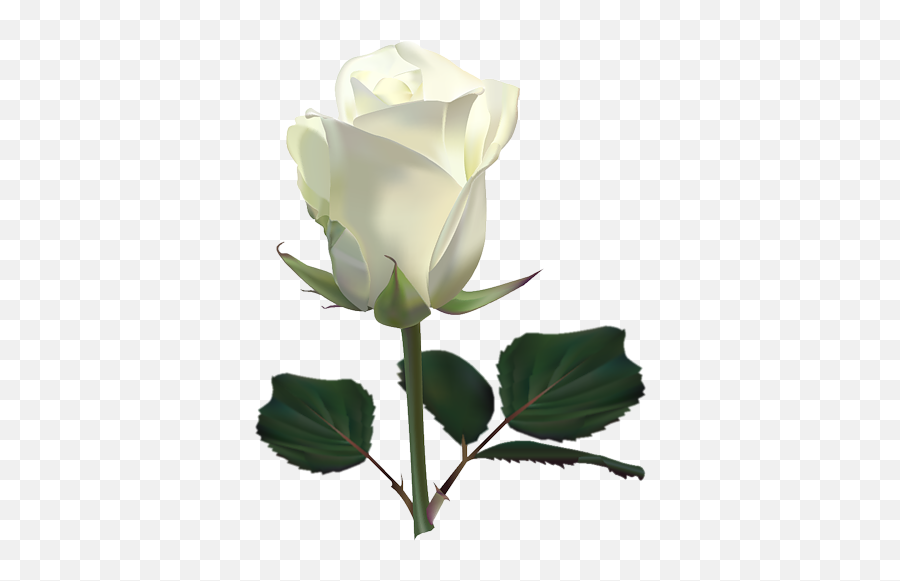 Single White Rose Png Png Mart - White Rose Photo Download Emoji,Lotus Flower Emoji