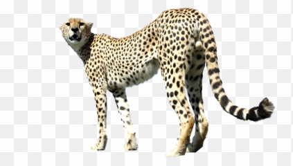 Cheetah - White Cheetah Full Body Emoji,Cheetah Emoji