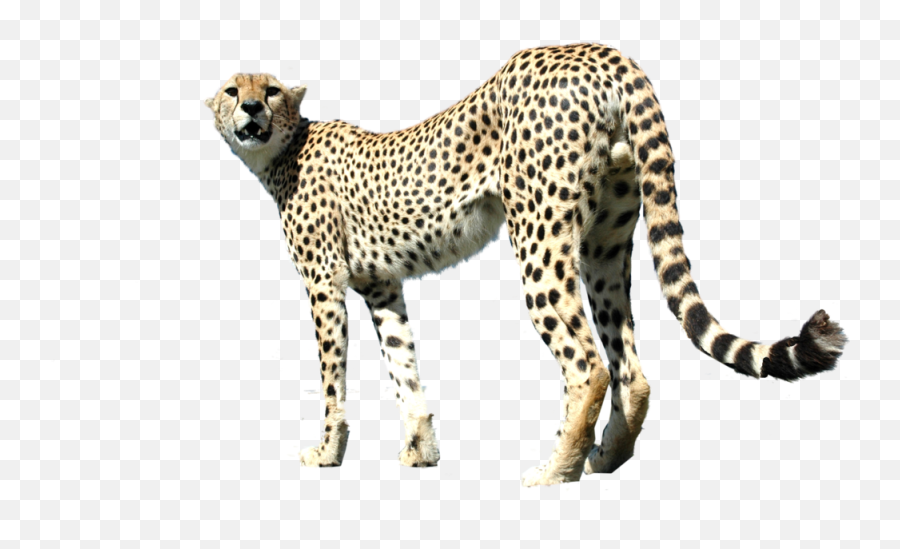 Cheetah - White Cheetah Full Body Emoji,Cheetah Emoji