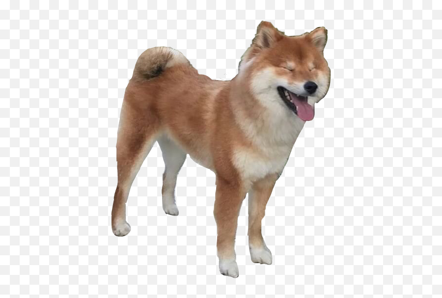 Happy Happydog Dog Doggo Pupper Shib - Shiba Inu Transparent Background Emoji,Happy Dog Emoji