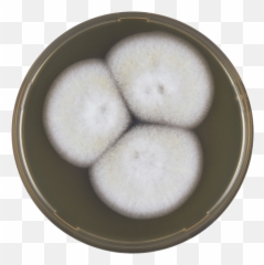 Aspergillus Flocculosus Meaox - Rice Ball Emoji,Japanese Food Emoji