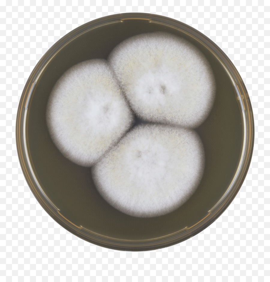 Aspergillus Flocculosus Meaox - Rice Ball Emoji,Japanese Food Emoji