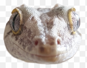 Gecko Gargoyle Cute Reptile Lizard - Lizard Emoji,Gecko Emoji