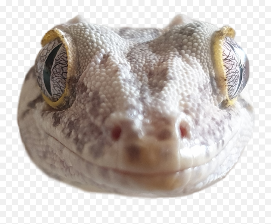 Gecko Gargoyle Cute Reptile Lizard - Lizard Emoji,Gecko Emoji