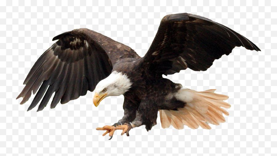 Guide Eagle Images In Png Format - Travis Scott Virgil Abloh Emoji,Bald Eagle Emoji