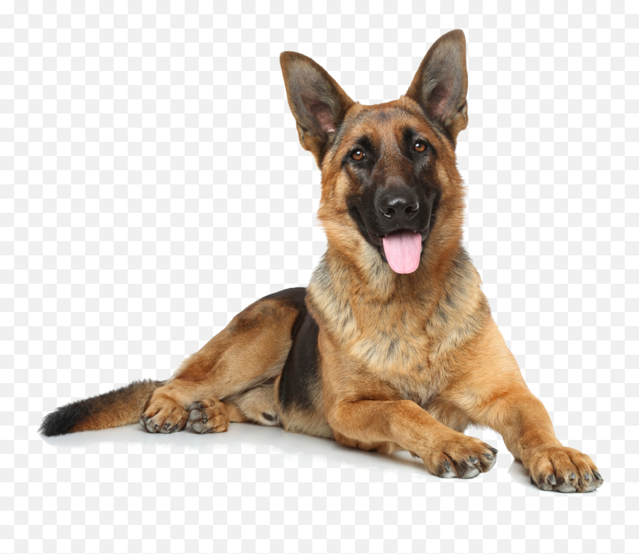 German Shepherd Png - Do German Shepherds Stop Growing Emoji,Pit Bull Emoji