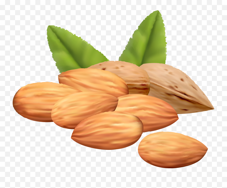 No Nuts Clipart - Almond Clipart Emoji,Almond Emoji