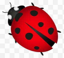 Drawing Bugs Ladybug Transparent Png Clipart Free Download - Ladybug Png Emoji,Ladybug Emoji