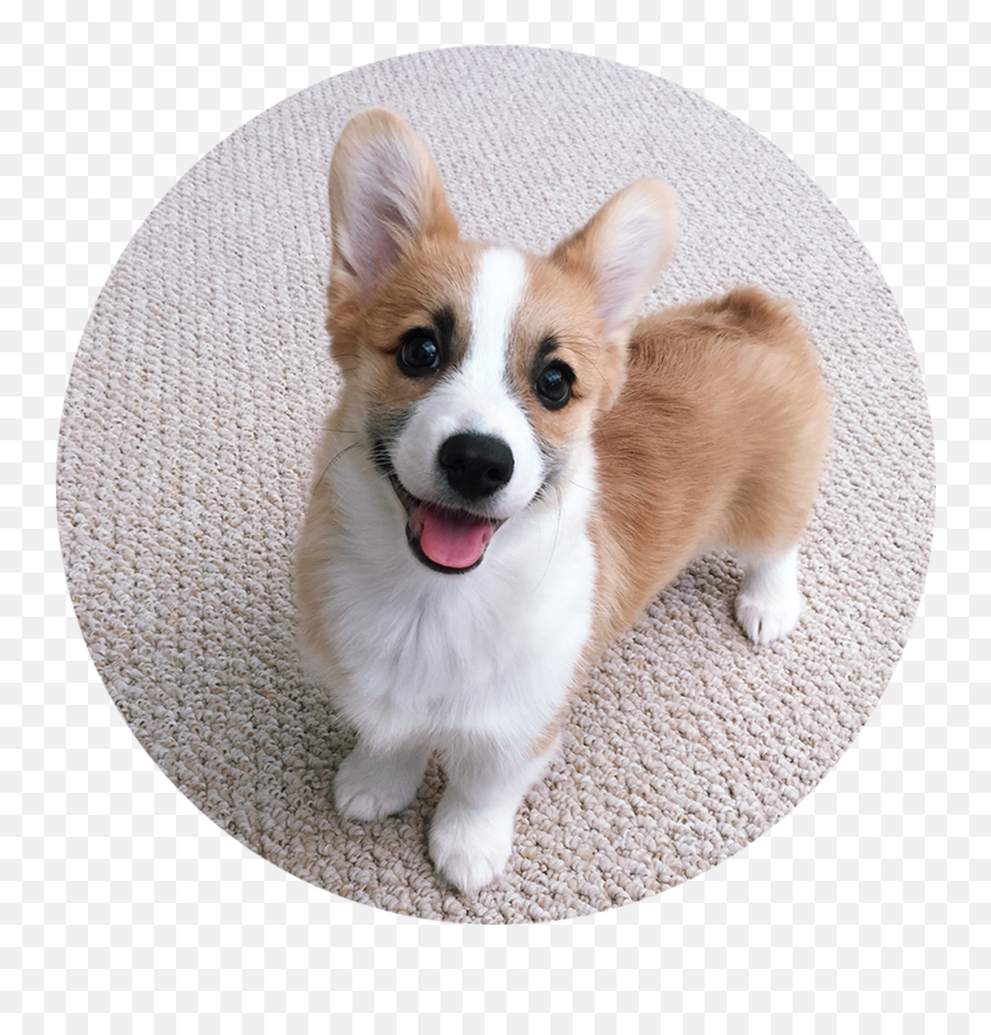 Corgi Face Png Picture - Pembroke Welsh Corgi Emoji,Corgi Emoticon