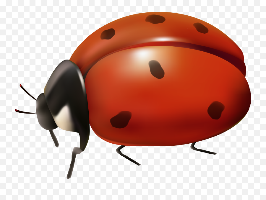 Ladybug Clipart Happy Ladybug Ladybug Happy Ladybug - Transparent Background Ladybug Clip Art Emoji,Ladybug Emoji