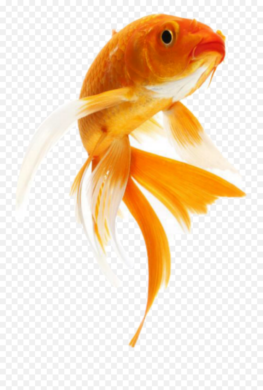 Fish Goldfish - Goldfish Png Emoji,Goldfish Emoji