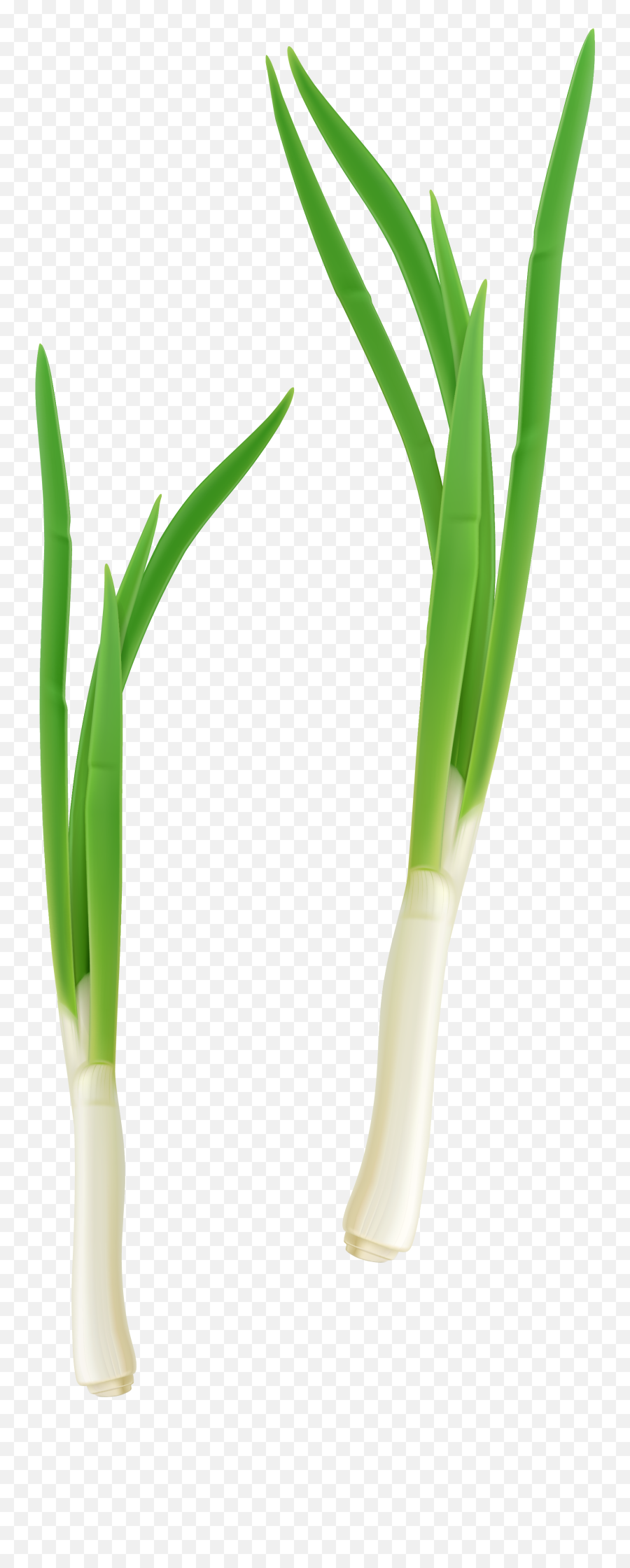 Green Clipart Png - French Onion Vegetable Emoji,Leek Emoji