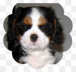 Dog Graphic Cavelier PicGifscom - Cavalier King Charles Spaniel Emoji