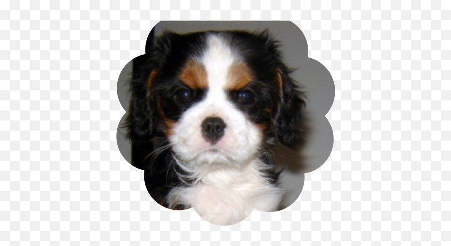 Dog Graphic Cavelier Picgifscom - Cavalier King Charles Spaniel Emoji,Dog Emoticons Facebook