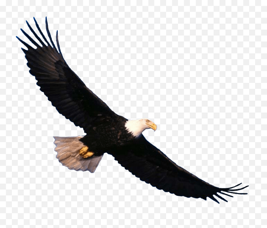 200 Clipart Ideas Clip Art Png Images Paper Dart - Bald Eagle Flying Png Emoji,Eagle Emoji